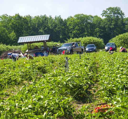 Strawberry picking