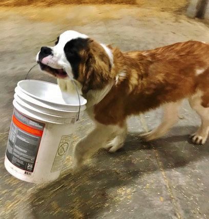 Candid Canine Corner