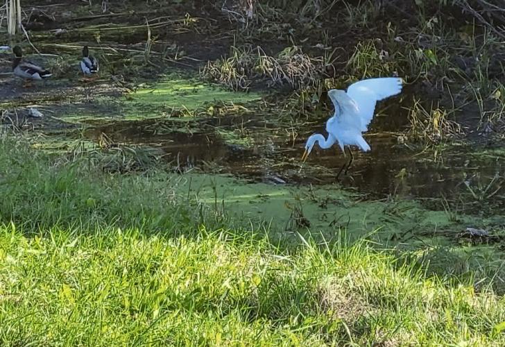 Blue heron