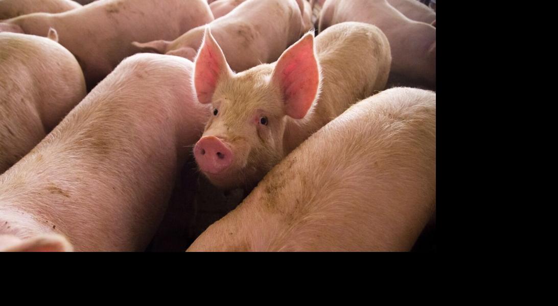 Swine