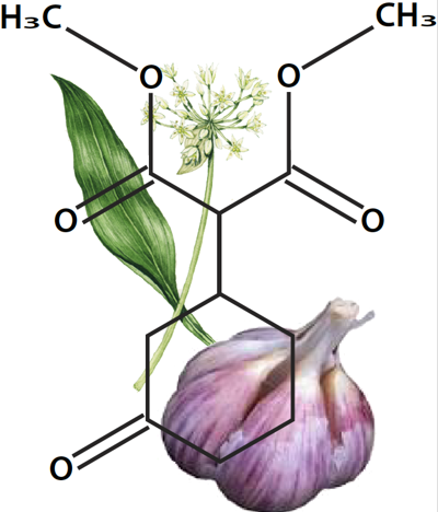 Garlic with Organosulphur compound