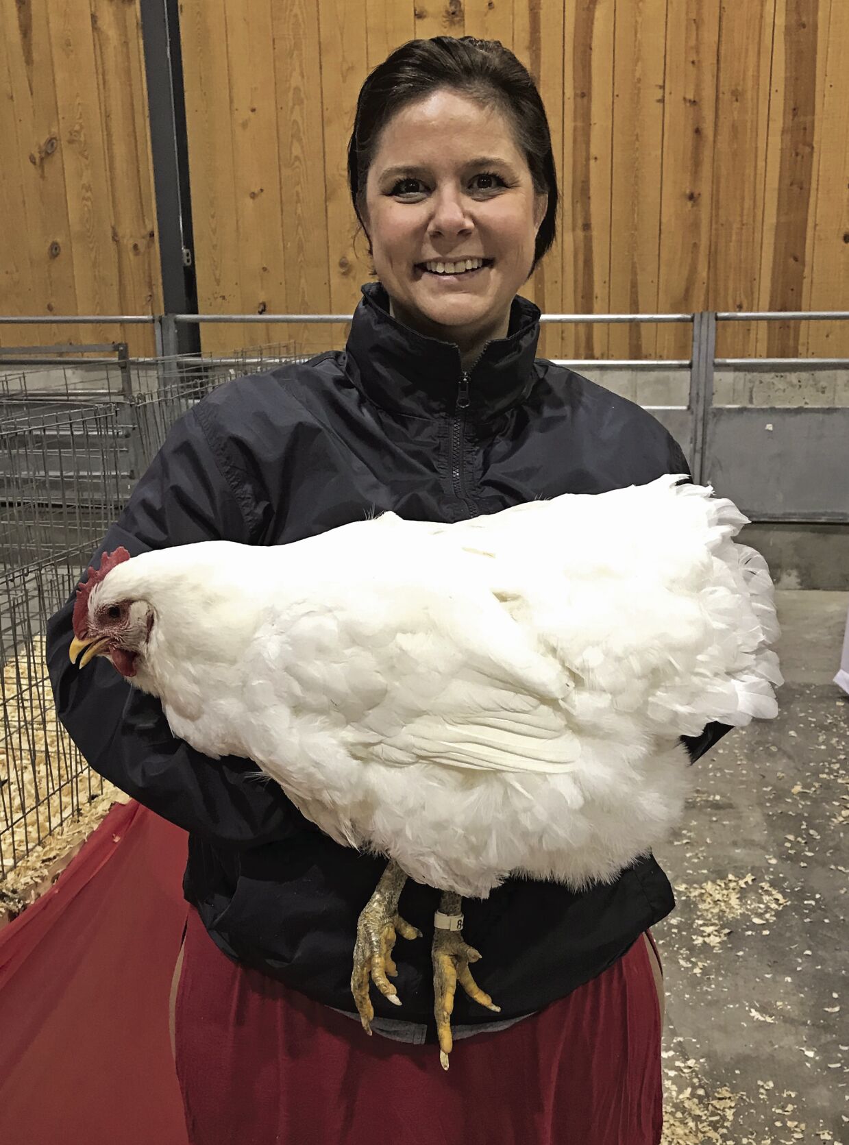 Jersey Giants U.S. breed is the gentle giant of the chicken world