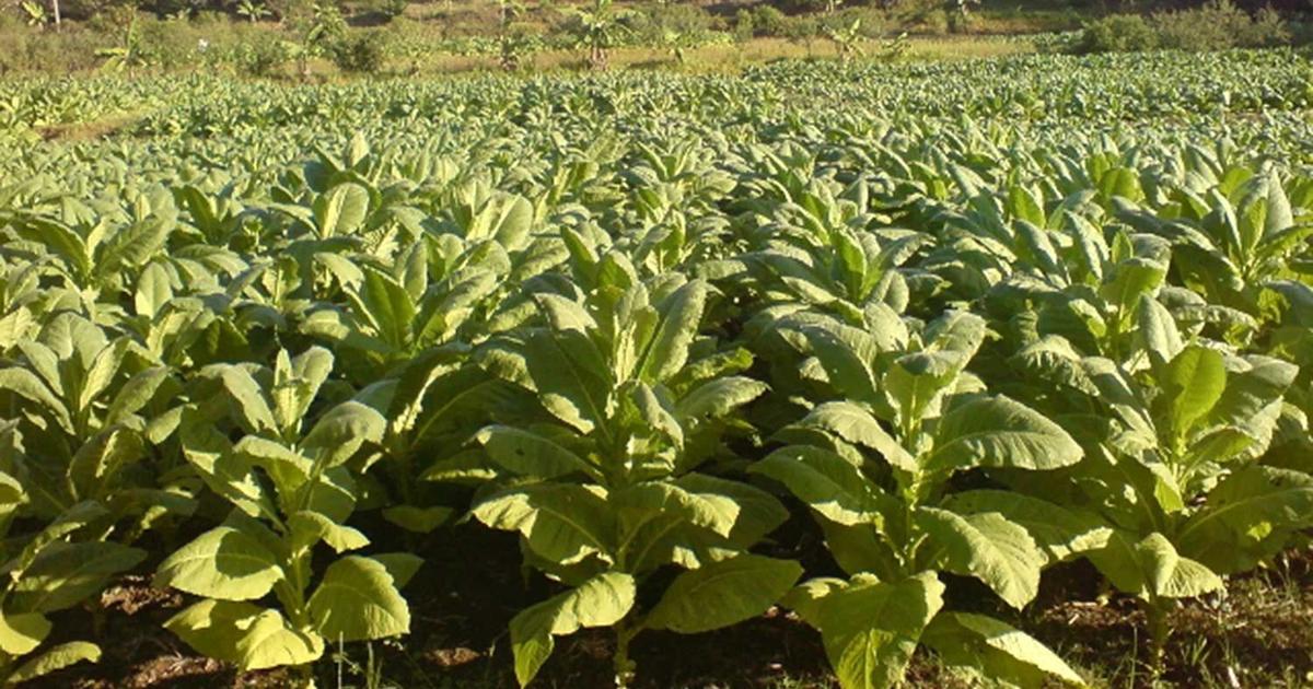 jordan farms tobacco MADE IN THE USA: Child Labor & Tobacco