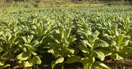 chop chop tobacco prices 14 or more Adelaide stores sell illegal tobacco over the counter chop chop tobacco prices 14 or more Adelaide stores sell illegal tobacco over the counter