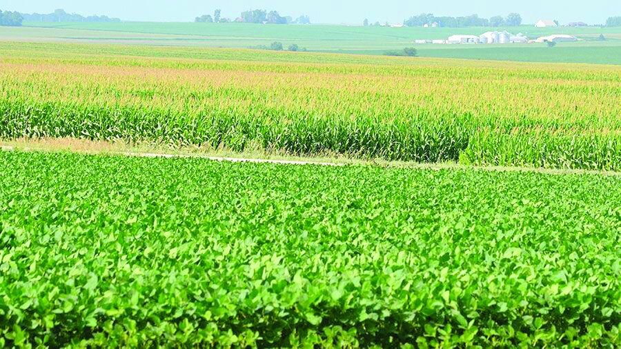 Soybeans