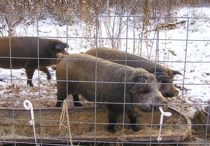 Hogs