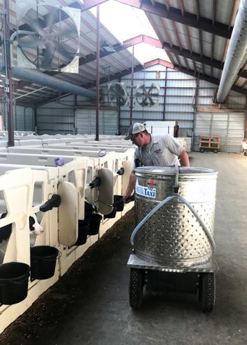 Andy Fisher feeding calves