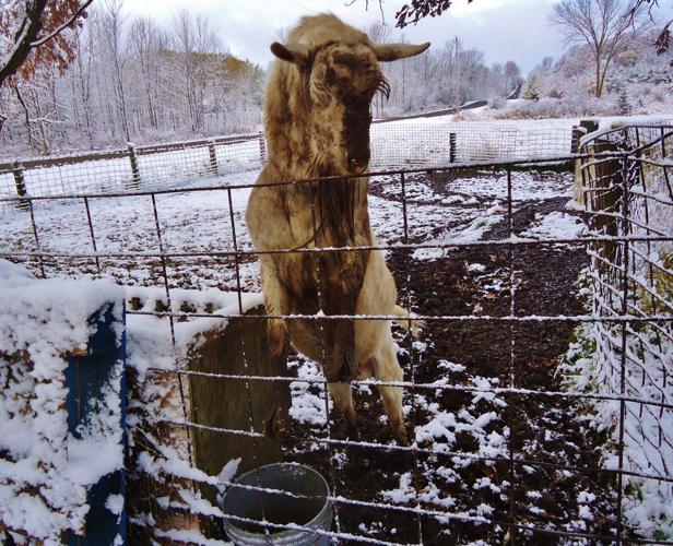Hillbilly in snow mud