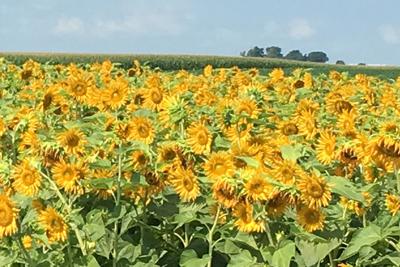 Drought Concerns Continue To Influence Sunflower Prices Crop News Other Crops Agupdate Com