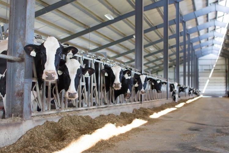 Mature Holstein cows in barn