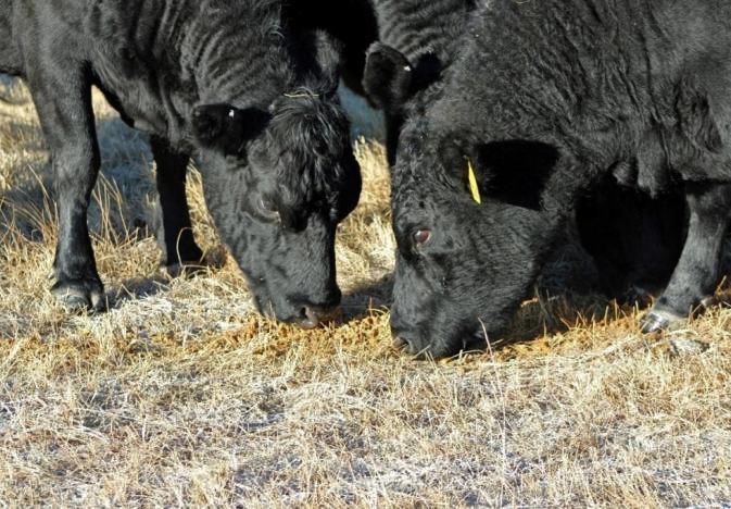 Beef cattle graze