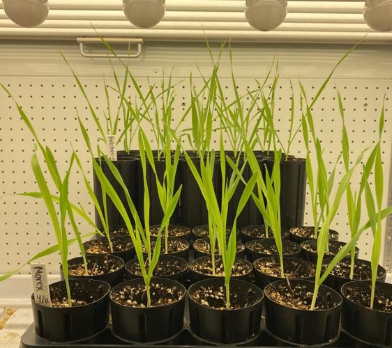Wheat plants growing
