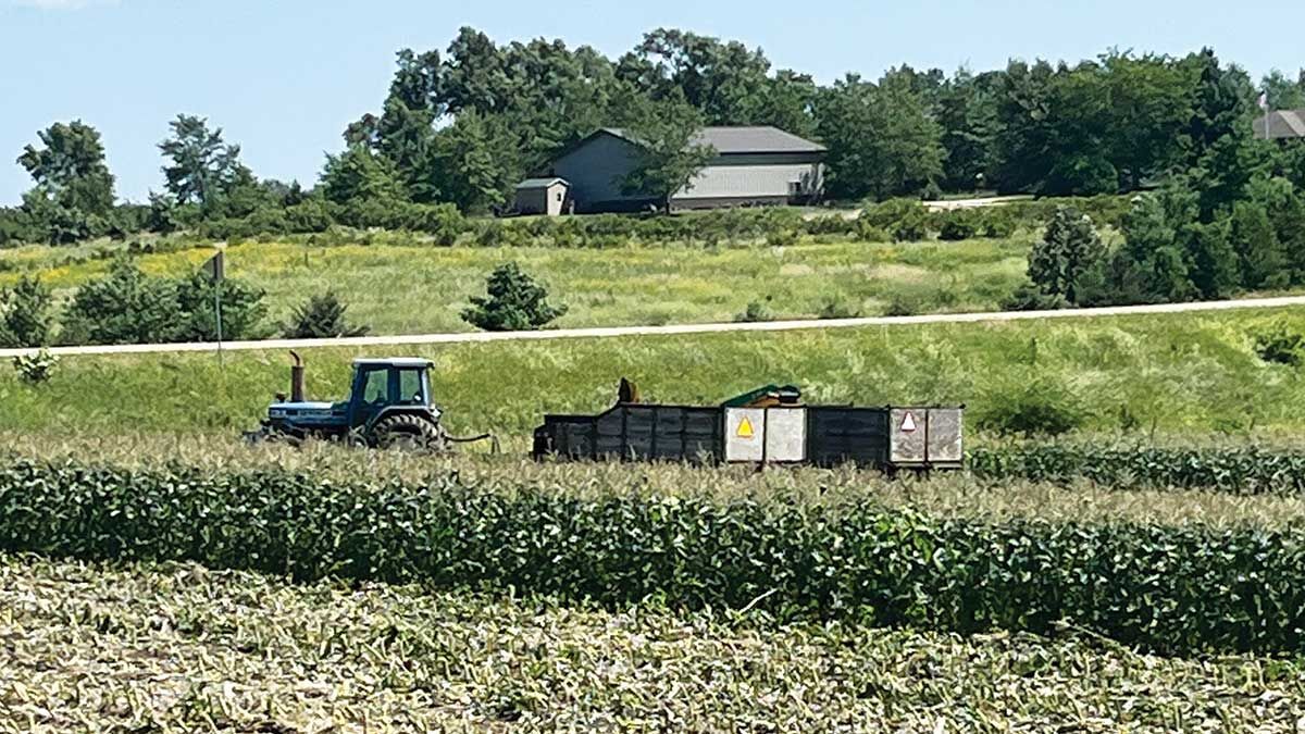 harvest sweet corn at the farm