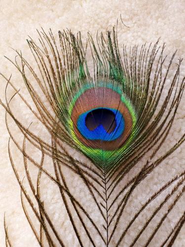 9 peacock gail bleidt.jpg