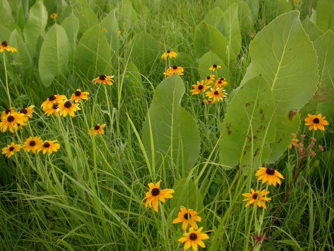 Flowers cover field