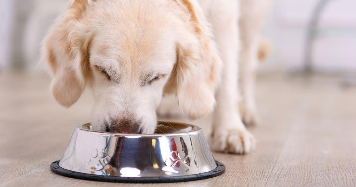 Pet food market grows demand for pulse crops