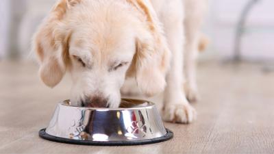 Pet food market grows demand for pulse crops