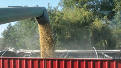 Soybeans into truck