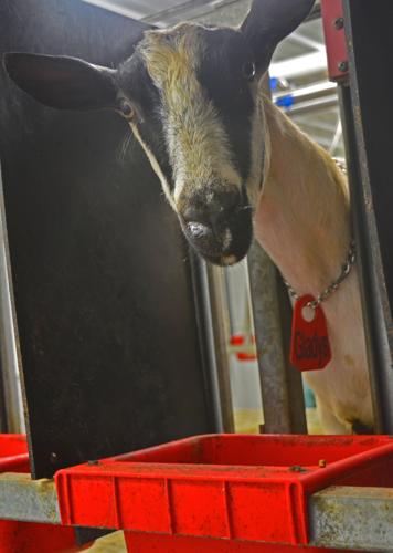 Gladys the goat