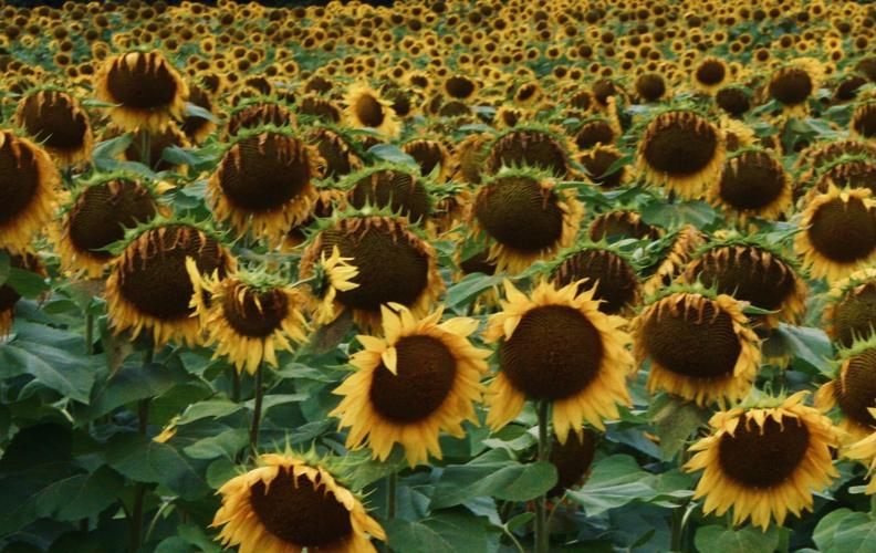 Learn Everything About Sunflowers