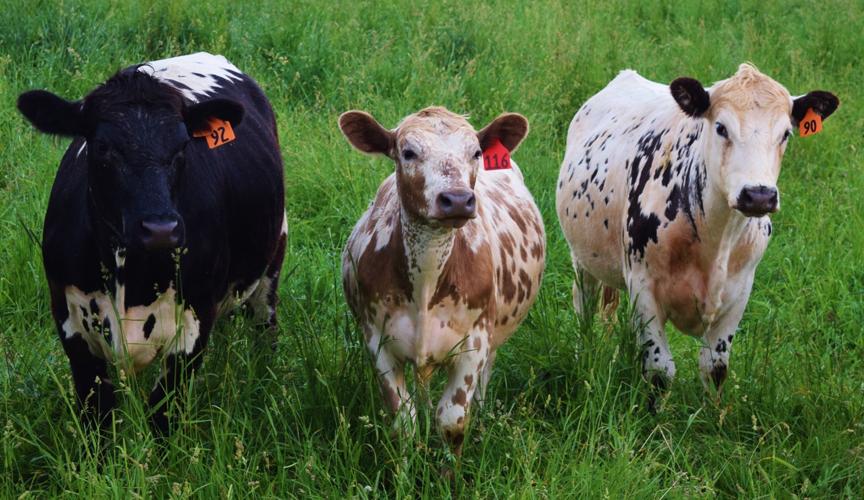 Cattle at Brattset Farm