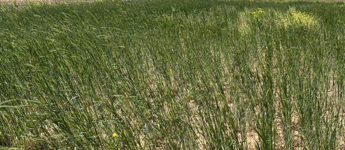 Cereal grass