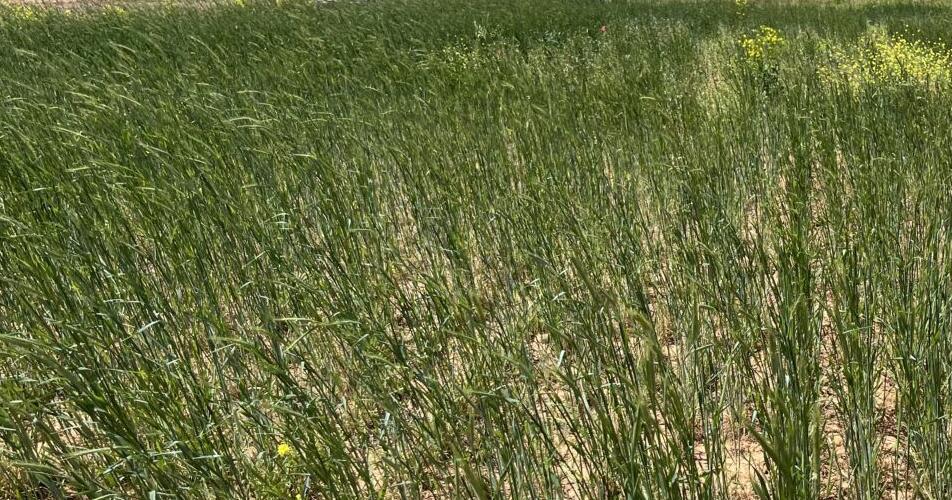 Cereal rye smothers weeds
