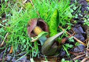 Skunk cabbage