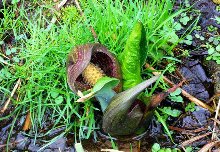 Skunk cabbage