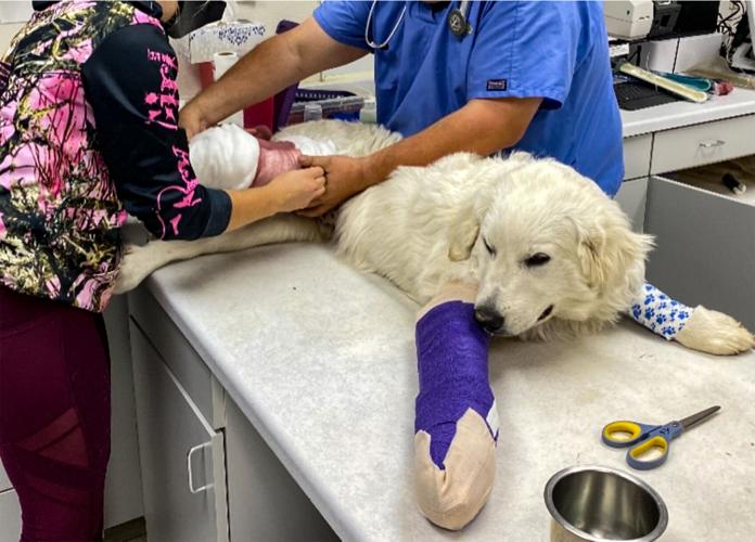 Candid Canine Corner