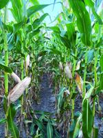 Heading toward harvest, South Central Nebraska crops looking good