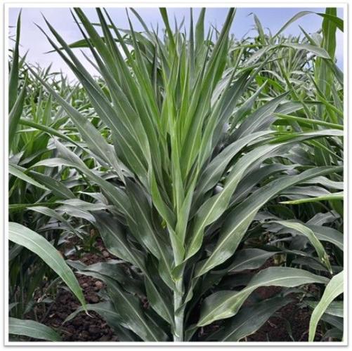 Sorghum