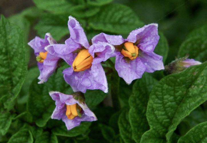Potato flowers