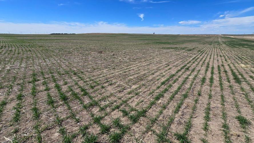 Wheat crop in panhandle 4.jpg