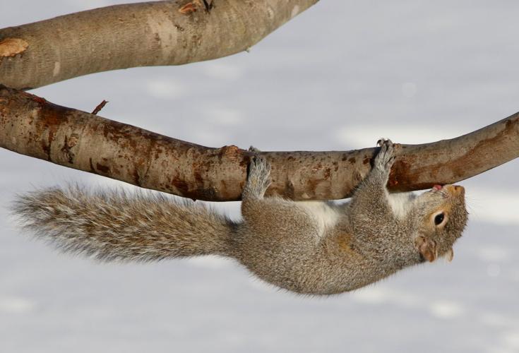Gray squirrel