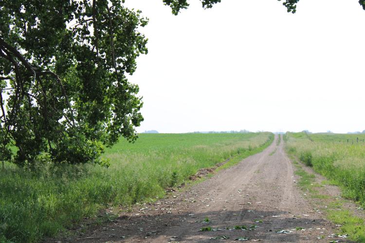 Grass along road.JPG