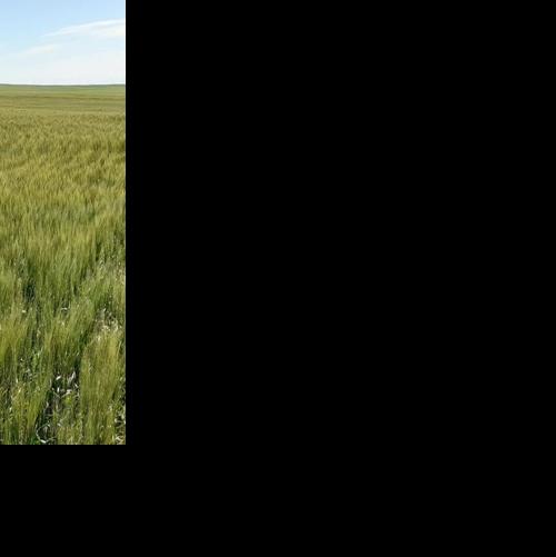 MSU winter wheat breeder