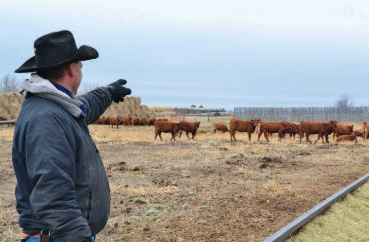 McHenry County rancher