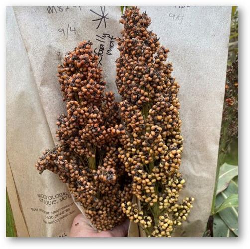 Sorghum variety