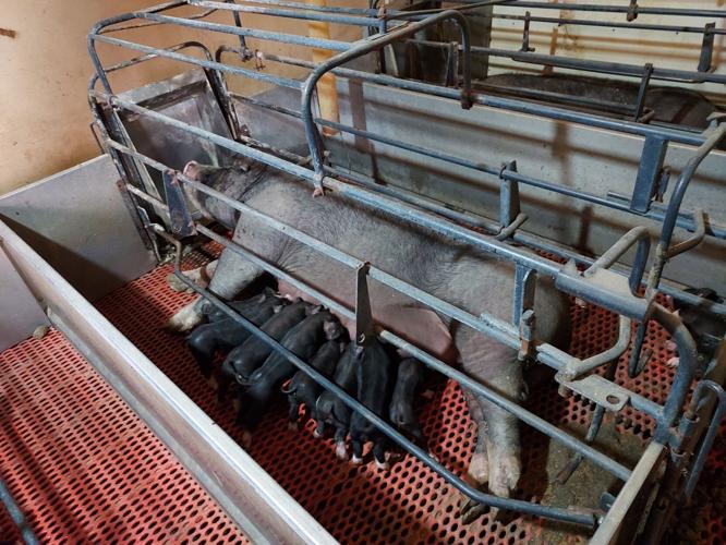 Poland China hogs (1).jpeg