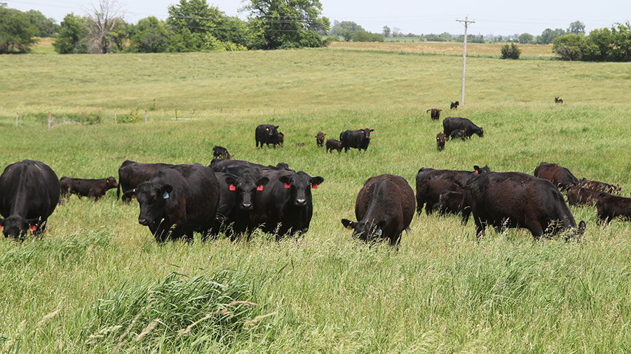 Flash graze to control weeds in pastures