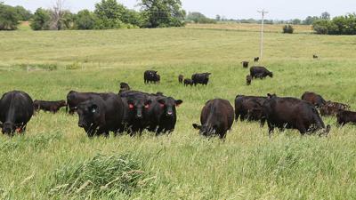 Pasture weed problems