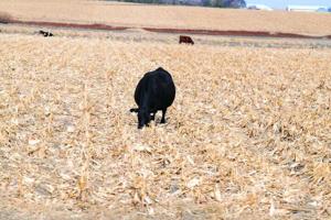 Cornstalk grazing PIC 0101unl
