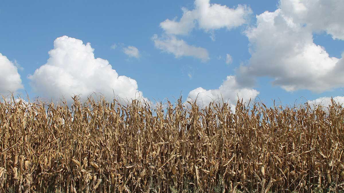 Corn field with clouds