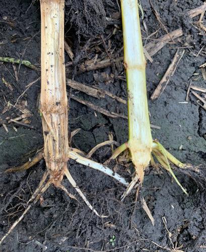Characteristic symptoms of crown rot