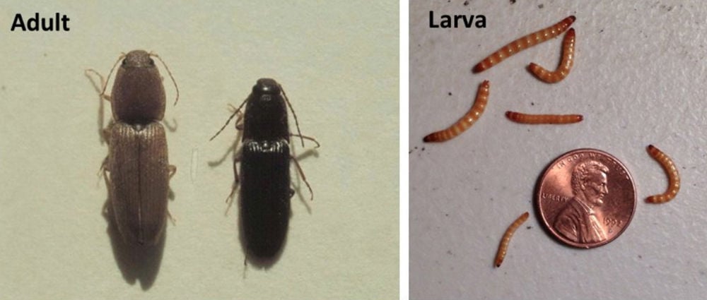 Research Needed To Better Understand Wireworms Click Beetles Research Needed To Better Understand Wireworms Click Beetles