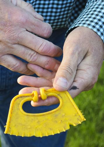 Nose flap for weaning purposes