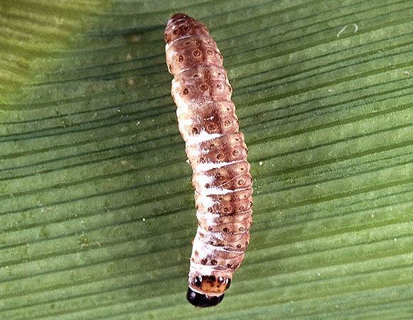 European corn borer