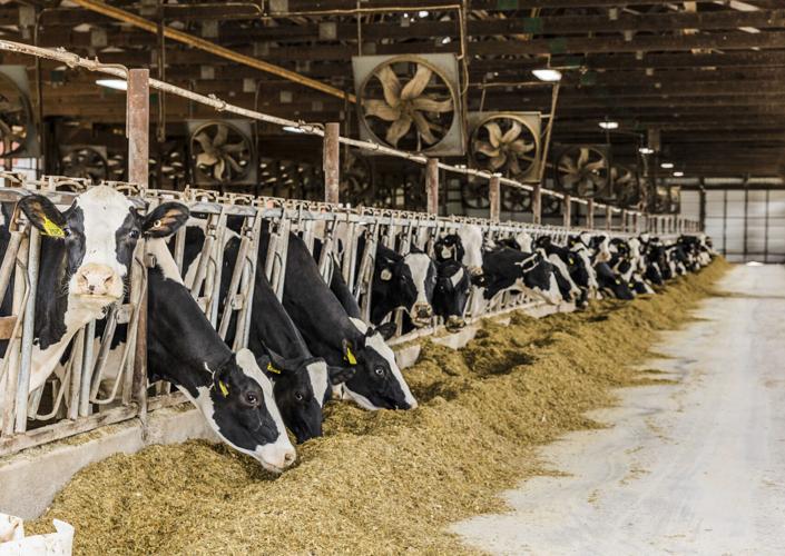 Cows in freestall barn at Whitetail Valley Dairy