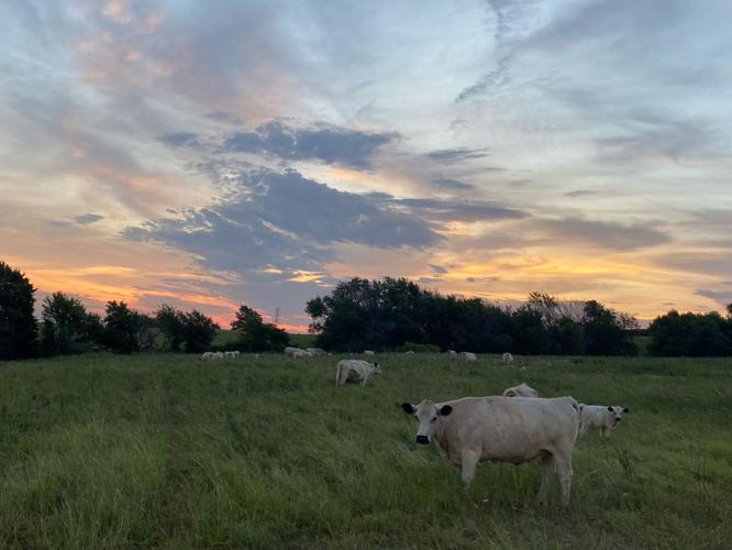 Fuller soil health (1).JPEG